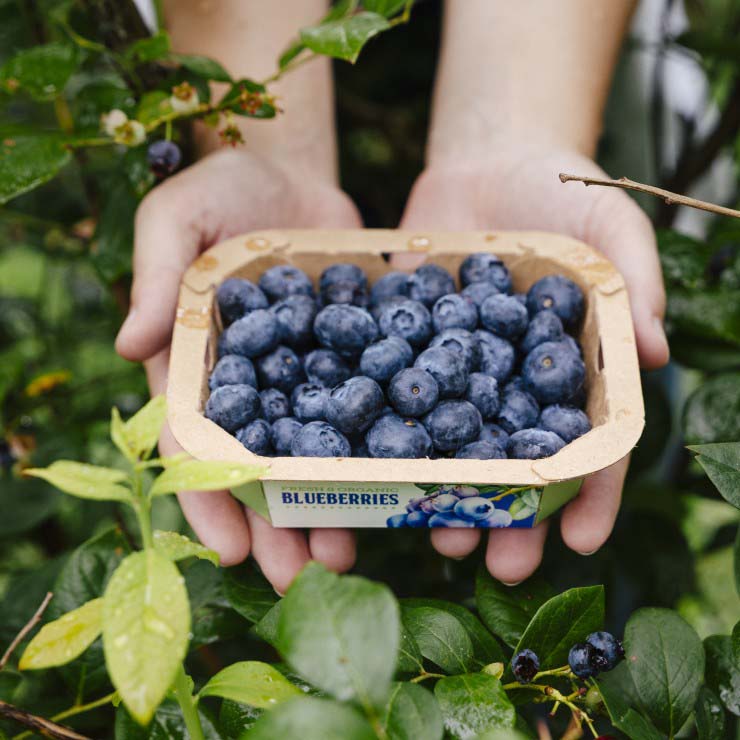 fruit and vegetable packaging