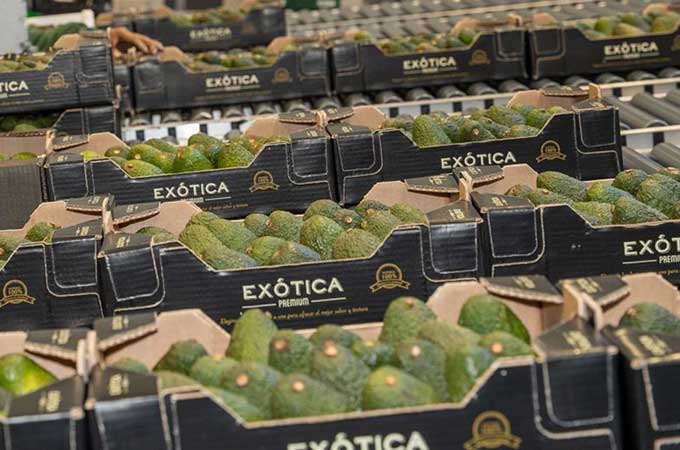 Avocado Corrugate trays
