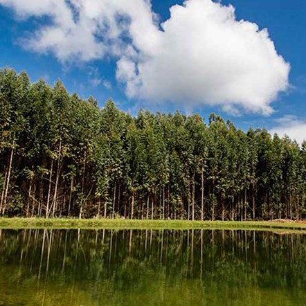 forest